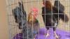 Malaysian Serama roosters/cockerels for sale