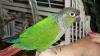 Greencheek Conure