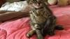 Tabby Mix Kitten For Rehoming