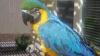 macaw parrots for adoption text (