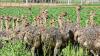 Ostrich chicks and Fertile Ostrich eggs for Sale