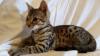 TICA F3 Savannah Male Kitten