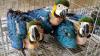 Macaw Adults and Babies pairs for sale