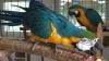 Beautiful Blue and Gold Macaws,